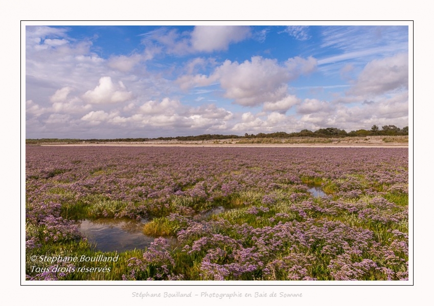 Saison : été - Lieu : Plages de la Maye, Réserve naturelle, Le Crotoy, Baie de Somme, Somme, Hauts-de-France, France.