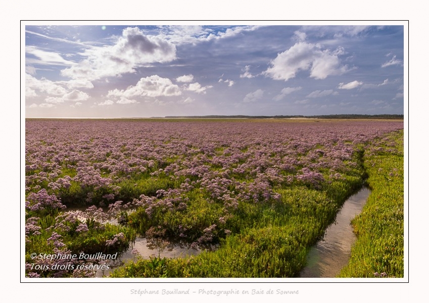 Saison : été - Lieu : Plages de la Maye, Réserve naturelle, Le Crotoy, Baie de Somme, Somme, Hauts-de-France, France.