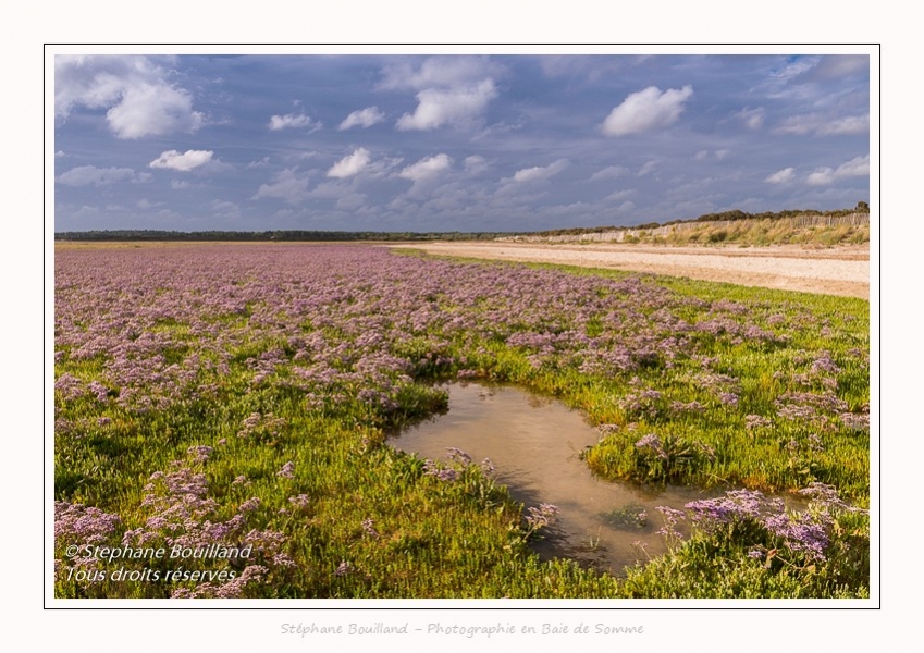 Saison : été - Lieu : Plages de la Maye, Réserve naturelle, Le Crotoy, Baie de Somme, Somme, Hauts-de-France, France.