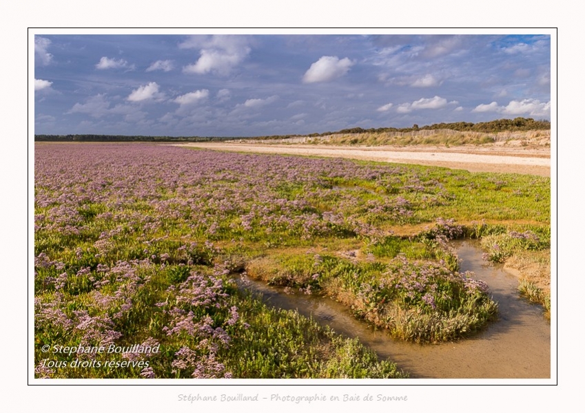 Saison : été - Lieu : Plages de la Maye, Réserve naturelle, Le Crotoy, Baie de Somme, Somme, Hauts-de-France, France.