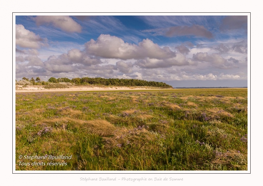 Saison : été - Lieu : Plages de la Maye, Réserve naturelle, Le Crotoy, Baie de Somme, Somme, Hauts-de-France, France.