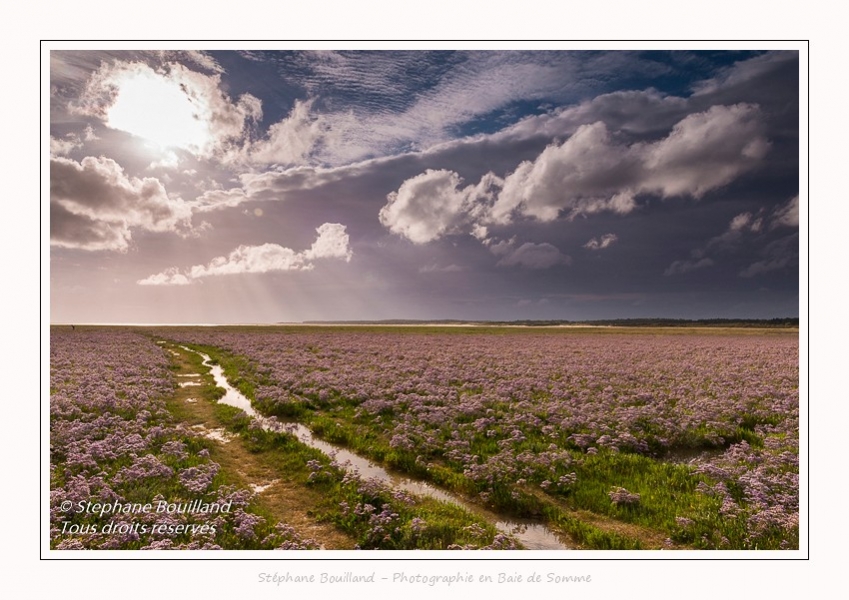Saison : été - Lieu : Plages de la Maye, Réserve naturelle, Le Crotoy, Baie de Somme, Somme, Hauts-de-France, France.
