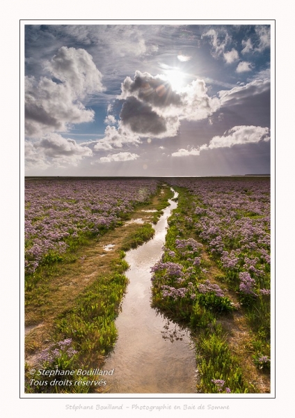Saison : été - Lieu : Plages de la Maye, Réserve naturelle, Le Crotoy, Baie de Somme, Somme, Hauts-de-France, France.