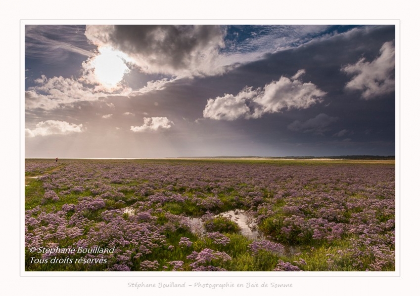 Saison : été - Lieu : Plages de la Maye, Réserve naturelle, Le Crotoy, Baie de Somme, Somme, Hauts-de-France, France.
