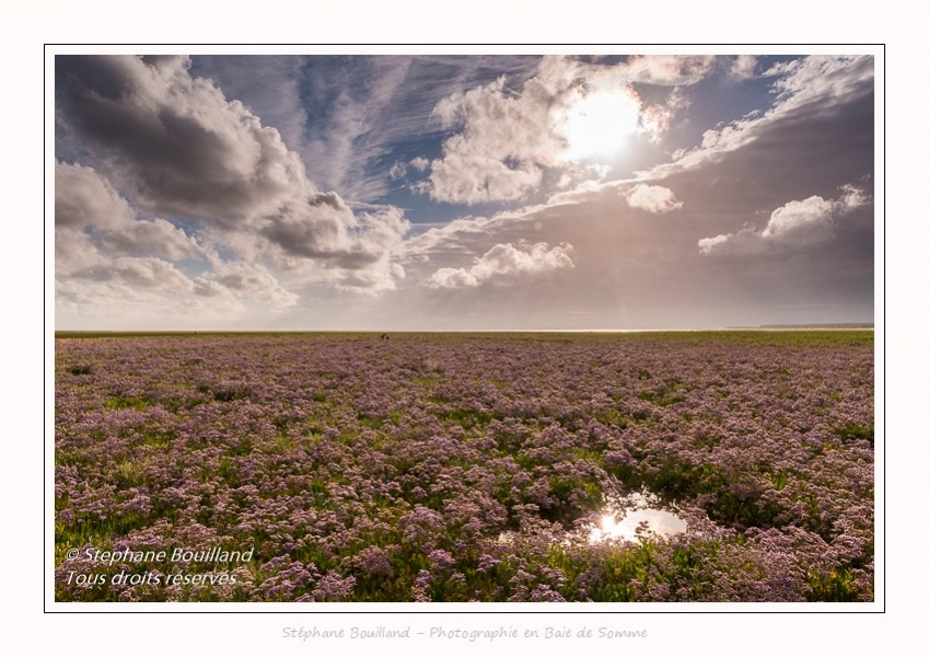 Saison : été - Lieu : Plages de la Maye, Réserve naturelle, Le Crotoy, Baie de Somme, Somme, Hauts-de-France, France.