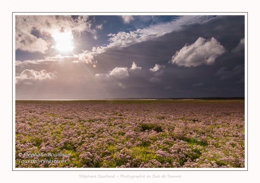 Saison : été - Lieu : Plages de la Maye, Réserve naturelle, Le Crotoy, Baie de Somme, Somme, Hauts-de-France, France.
