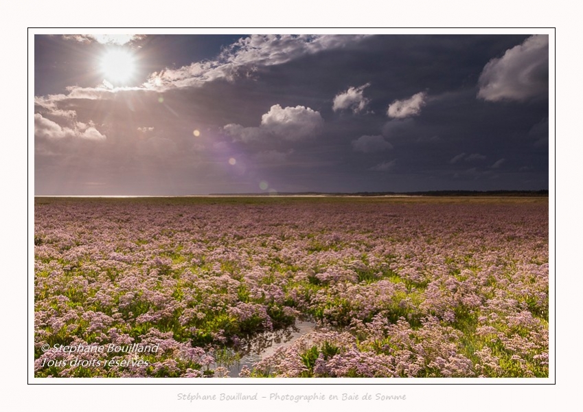 Saison : été - Lieu : Plages de la Maye, Réserve naturelle, Le Crotoy, Baie de Somme, Somme, Hauts-de-France, France.