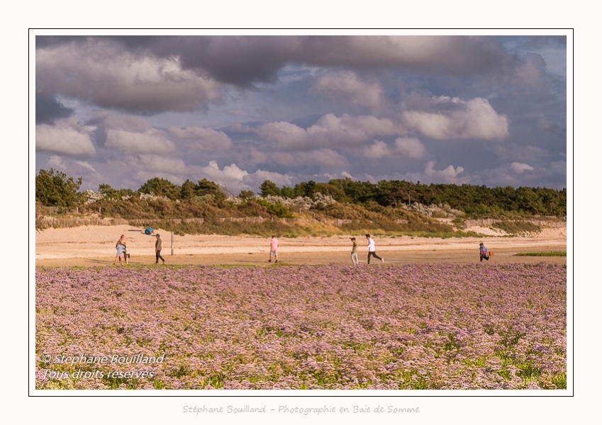 Saison : été - Lieu : Plages de la Maye, Réserve naturelle, Le Crotoy, Baie de Somme, Somme, Hauts-de-France, France.