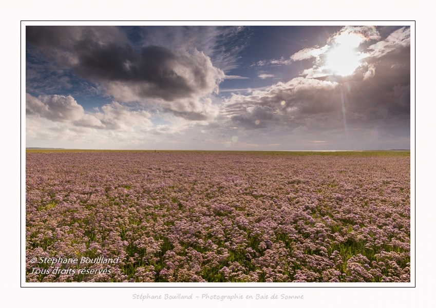 Saison : été - Lieu : Plages de la Maye, Réserve naturelle, Le Crotoy, Baie de Somme, Somme, Hauts-de-France, France.