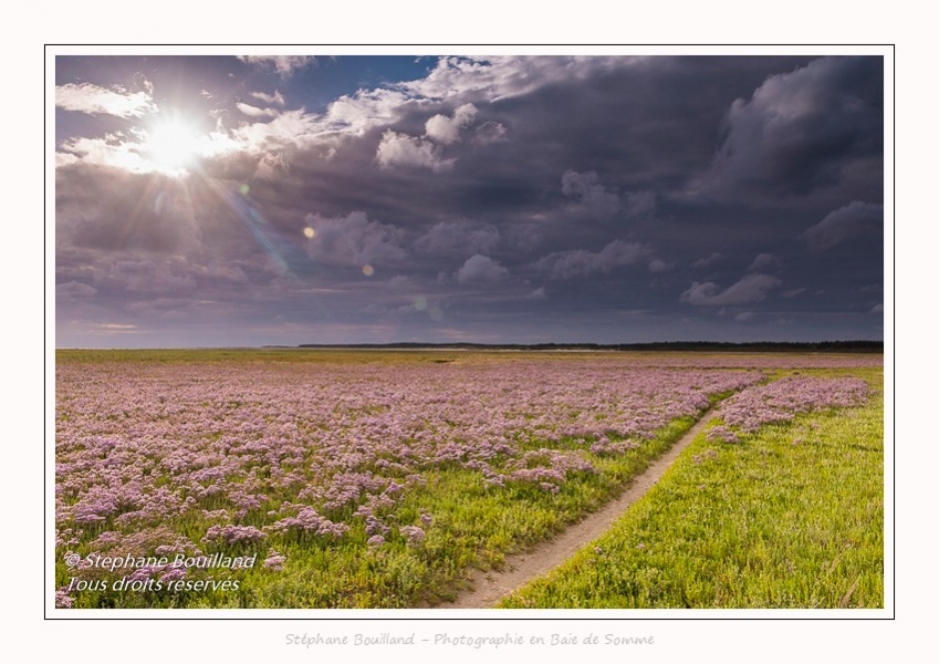 Saison : été - Lieu : Plages de la Maye, Réserve naturelle, Le Crotoy, Baie de Somme, Somme, Hauts-de-France, France.