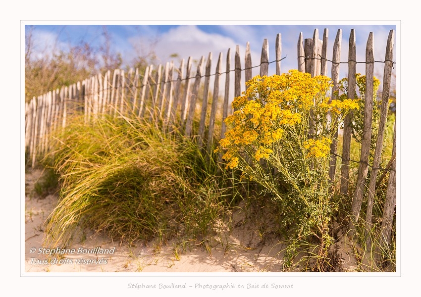 Saison : été - Lieu : Plages de la Maye, Réserve naturelle, Le Crotoy, Baie de Somme, Somme, Hauts-de-France, France.