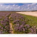 Saison : été - Lieu : Plages de la Maye, Réserve naturelle, Le Crotoy, Baie de Somme, Somme, Hauts-de-France, France.