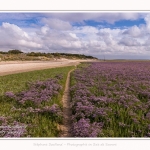 Saison : été - Lieu : Plages de la Maye, Réserve naturelle, Le Crotoy, Baie de Somme, Somme, Hauts-de-France, France.