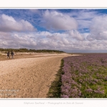 Saison : été - Lieu : Plages de la Maye, Réserve naturelle, Le Crotoy, Baie de Somme, Somme, Hauts-de-France, France.