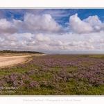 Saison : été - Lieu : Plages de la Maye, Réserve naturelle, Le Crotoy, Baie de Somme, Somme, Hauts-de-France, France.