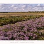 Saison : été - Lieu : Plages de la Maye, Réserve naturelle, Le Crotoy, Baie de Somme, Somme, Hauts-de-France, France.