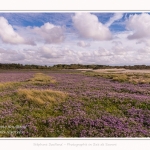 Saison : été - Lieu : Plages de la Maye, Réserve naturelle, Le Crotoy, Baie de Somme, Somme, Hauts-de-France, France.