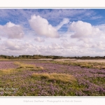 Saison : été - Lieu : Plages de la Maye, Réserve naturelle, Le Crotoy, Baie de Somme, Somme, Hauts-de-France, France.