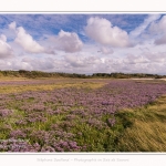 Saison : été - Lieu : Plages de la Maye, Réserve naturelle, Le Crotoy, Baie de Somme, Somme, Hauts-de-France, France.