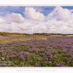 Saison : été - Lieu : Plages de la Maye, Réserve naturelle, Le Crotoy, Baie de Somme, Somme, Hauts-de-France, France.