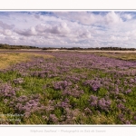 Saison : été - Lieu : Plages de la Maye, Réserve naturelle, Le Crotoy, Baie de Somme, Somme, Hauts-de-France, France.