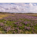 Saison : été - Lieu : Plages de la Maye, Réserve naturelle, Le Crotoy, Baie de Somme, Somme, Hauts-de-France, France.