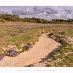 Saison : été - Lieu : Plages de la Maye, Réserve naturelle, Le Crotoy, Baie de Somme, Somme, Hauts-de-France, France.