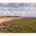 Saison : été - Lieu : Plages de la Maye, Réserve naturelle, Le Crotoy, Baie de Somme, Somme, Hauts-de-France, France.