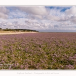 Saison : été - Lieu : Plages de la Maye, Réserve naturelle, Le Crotoy, Baie de Somme, Somme, Hauts-de-France, France.