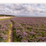 Saison : été - Lieu : Plages de la Maye, Réserve naturelle, Le Crotoy, Baie de Somme, Somme, Hauts-de-France, France.