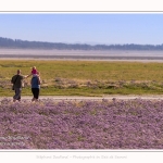 Saison : été - Lieu : Plages de la Maye, Réserve naturelle, Le Crotoy, Baie de Somme, Somme, Hauts-de-France, France.