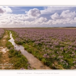 Saison : été - Lieu : Plages de la Maye, Réserve naturelle, Le Crotoy, Baie de Somme, Somme, Hauts-de-France, France.