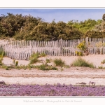 Saison : été - Lieu : Plages de la Maye, Réserve naturelle, Le Crotoy, Baie de Somme, Somme, Hauts-de-France, France.