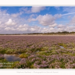 Saison : été - Lieu : Plages de la Maye, Réserve naturelle, Le Crotoy, Baie de Somme, Somme, Hauts-de-France, France.