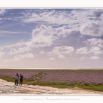 Saison : été - Lieu : Plages de la Maye, Réserve naturelle, Le Crotoy, Baie de Somme, Somme, Hauts-de-France, France.