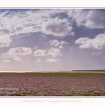 Saison : été - Lieu : Plages de la Maye, Réserve naturelle, Le Crotoy, Baie de Somme, Somme, Hauts-de-France, France.