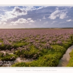 Saison : été - Lieu : Plages de la Maye, Réserve naturelle, Le Crotoy, Baie de Somme, Somme, Hauts-de-France, France.