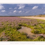 Saison : été - Lieu : Plages de la Maye, Réserve naturelle, Le Crotoy, Baie de Somme, Somme, Hauts-de-France, France.