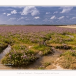 Saison : été - Lieu : Plages de la Maye, Réserve naturelle, Le Crotoy, Baie de Somme, Somme, Hauts-de-France, France.