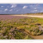 Saison : été - Lieu : Plages de la Maye, Réserve naturelle, Le Crotoy, Baie de Somme, Somme, Hauts-de-France, France.