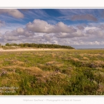 Saison : été - Lieu : Plages de la Maye, Réserve naturelle, Le Crotoy, Baie de Somme, Somme, Hauts-de-France, France.