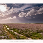 Saison : été - Lieu : Plages de la Maye, Réserve naturelle, Le Crotoy, Baie de Somme, Somme, Hauts-de-France, France.