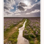 Saison : été - Lieu : Plages de la Maye, Réserve naturelle, Le Crotoy, Baie de Somme, Somme, Hauts-de-France, France.