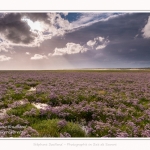 Saison : été - Lieu : Plages de la Maye, Réserve naturelle, Le Crotoy, Baie de Somme, Somme, Hauts-de-France, France.