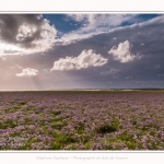 Saison : été - Lieu : Plages de la Maye, Réserve naturelle, Le Crotoy, Baie de Somme, Somme, Hauts-de-France, France.