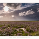 Saison : été - Lieu : Plages de la Maye, Réserve naturelle, Le Crotoy, Baie de Somme, Somme, Hauts-de-France, France.