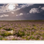 Saison : été - Lieu : Plages de la Maye, Réserve naturelle, Le Crotoy, Baie de Somme, Somme, Hauts-de-France, France.