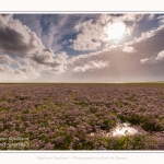 Saison : été - Lieu : Plages de la Maye, Réserve naturelle, Le Crotoy, Baie de Somme, Somme, Hauts-de-France, France.