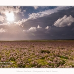 Saison : été - Lieu : Plages de la Maye, Réserve naturelle, Le Crotoy, Baie de Somme, Somme, Hauts-de-France, France.