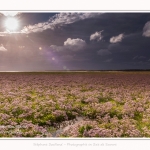 Saison : été - Lieu : Plages de la Maye, Réserve naturelle, Le Crotoy, Baie de Somme, Somme, Hauts-de-France, France.